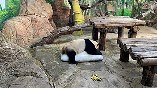 广州长隆野生动物园340值吗