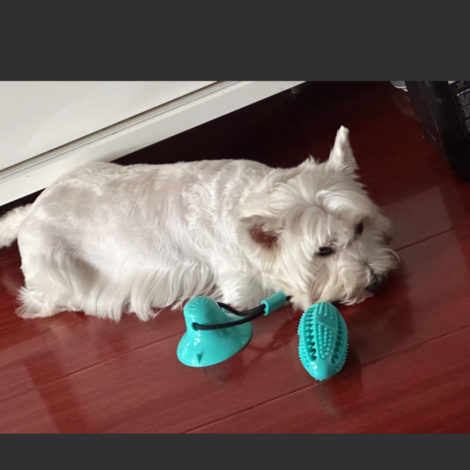 猫玩具