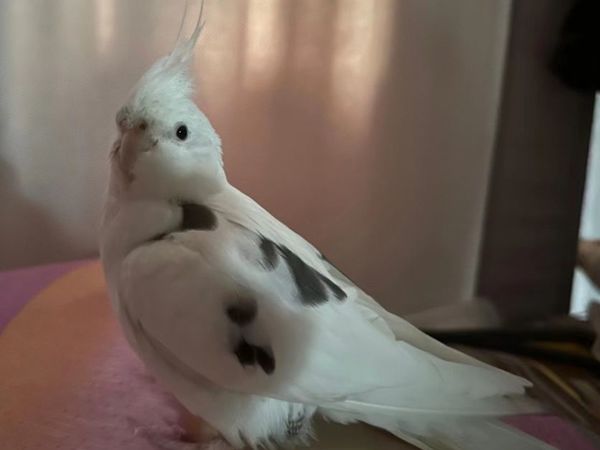 一个粗心汉，竟然养🦜