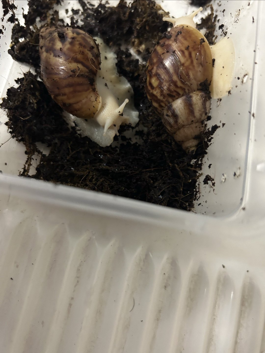 白玉蜗牛