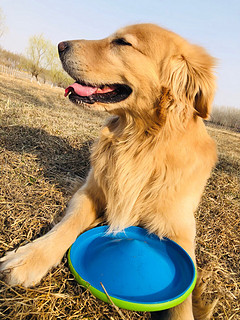 狗狗也喜欢玩飞盘