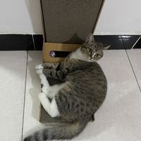 新买的猫抓板，别再抓沙发了！
