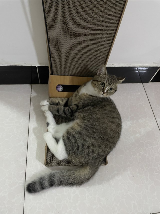 新买的猫抓板，别再抓沙发了！