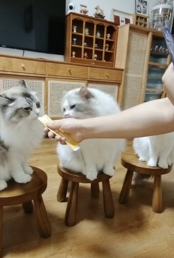 宝迪路猫零食