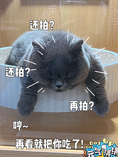 猫猫🐱能有什么坏心思呢？