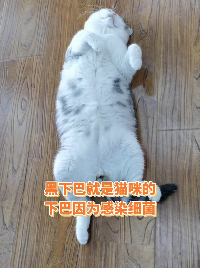 猫咪黑下巴，你知道原因吗？