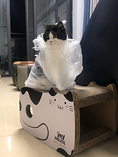 双层猫抓板：打造猫咪的专属玩耍空间