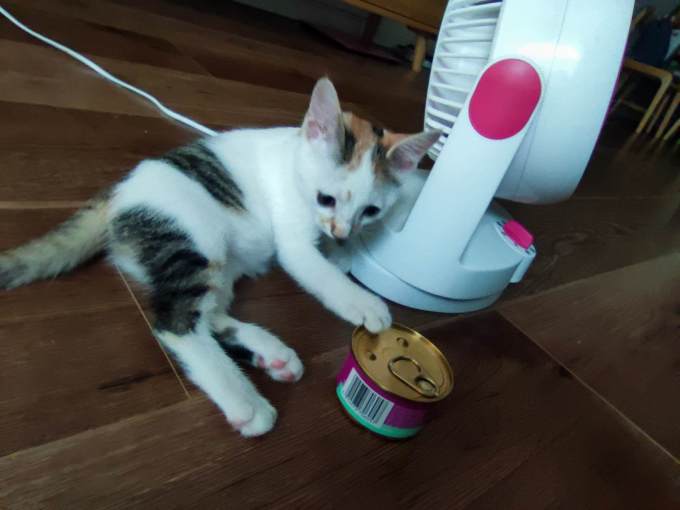 伟嘉猫粮