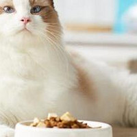 探寻美味与营养的完美交汇——品味Lorde里兜成猫冻干猫粮