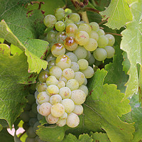 南非葡萄酒：白葡萄酒品种一览