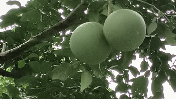 美丽动人的观赏大柚子树