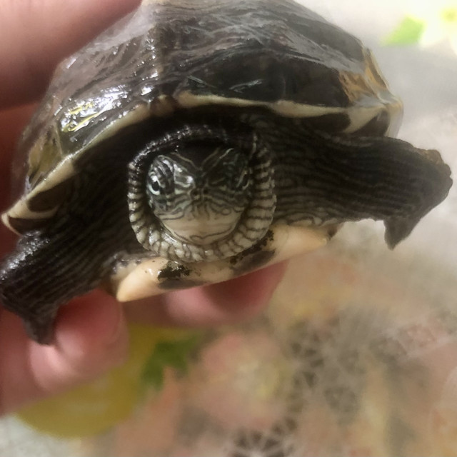 时光荏苒，岁月如梭。小乌龟已经4岁了！