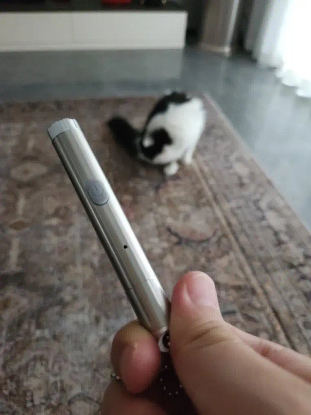 猫咪狂追不止，逗猫激光笔大揭秘！