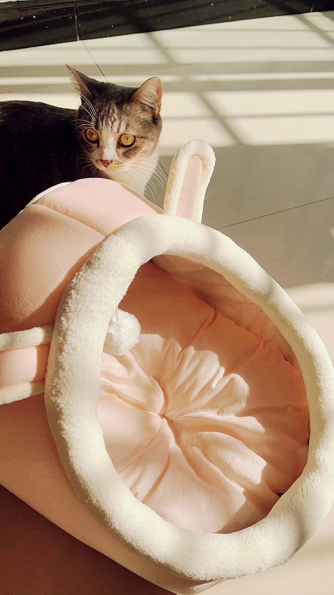 猫狗窝