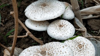 误食毒蘑菇致肝衰竭？这5种食物很伤肝！
