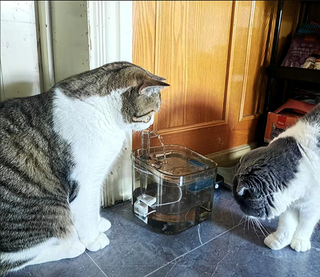 自从给猫咪用这个自动饮水机以后，再也不用亲手喂他们水