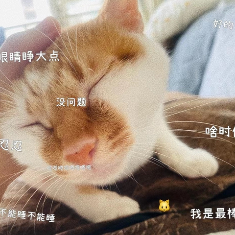 养了两只猫咪如今只剩一只，全是因为女儿带回来的流浪猫…