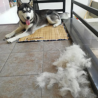 有了这个宠物除毛梳再也不用担心家里都是狗毛了