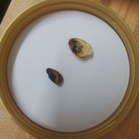 这个开心果不建议购买