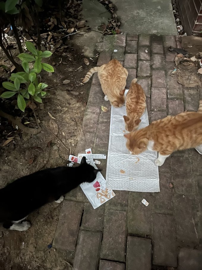 神经猫猫零食