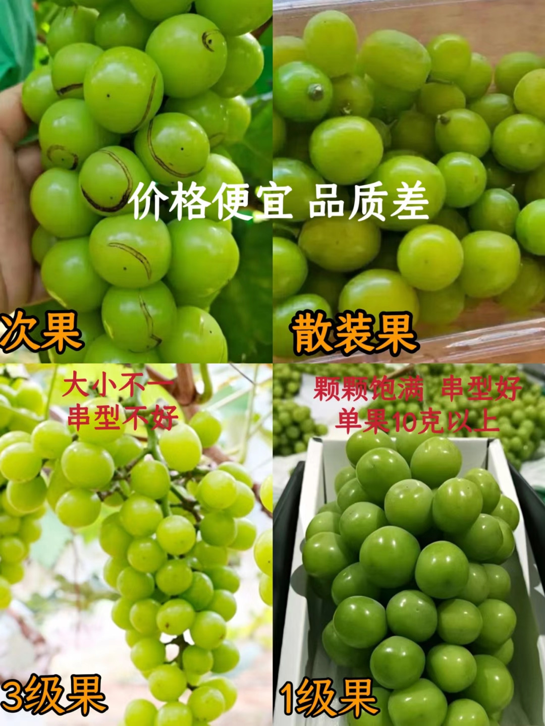 夏日食光,我的最爱晴王跟冬枣