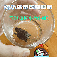 玻璃杯养小龟，不算虐待小动物吧