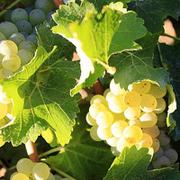 南非葡萄酒：种植与栽培