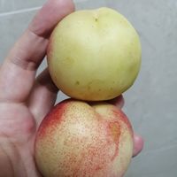 夏日食光 | 枣蜜桃