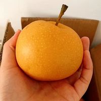 秋月梨🍐👍👍👍👍