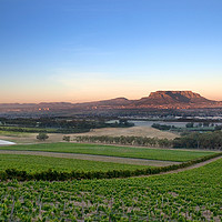 南非葡萄酒：环境可持续发展