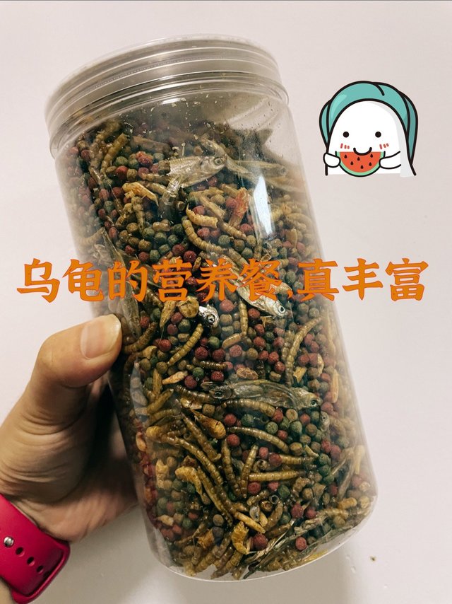 乌龟也吃上了大拼盘自助，厉害了
