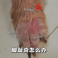 狗狗趾间炎,快来了解一下