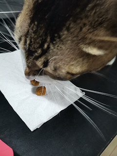 猫猫爱吃齿一生
