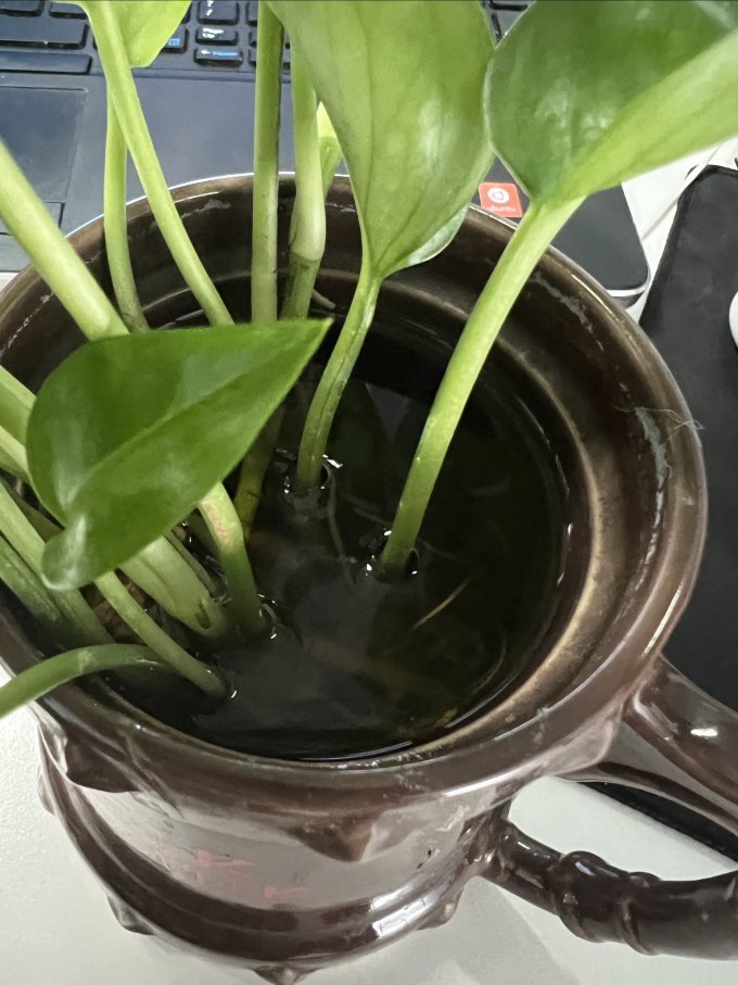 泰西丝盆栽
