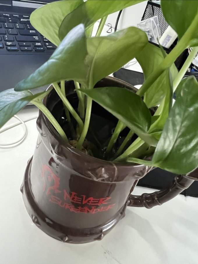 泰西丝盆栽