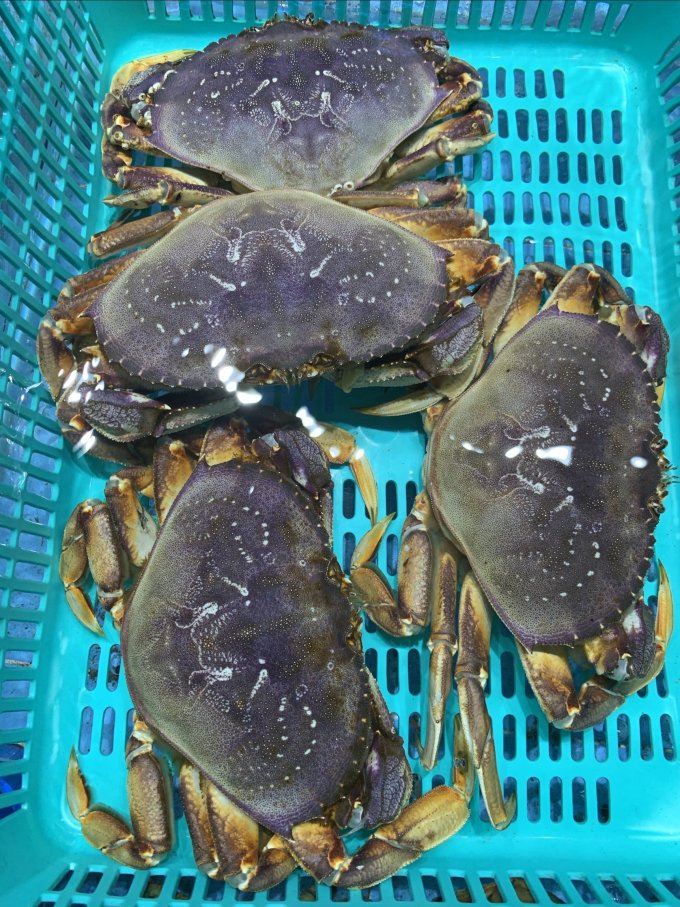 蟹类