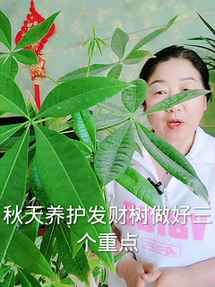 秋天养发财树做好三个重点