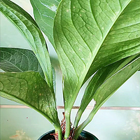 盆栽绿植聚宝盆的养护方法
