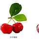 针叶樱桃和普通樱桃有什么区别？