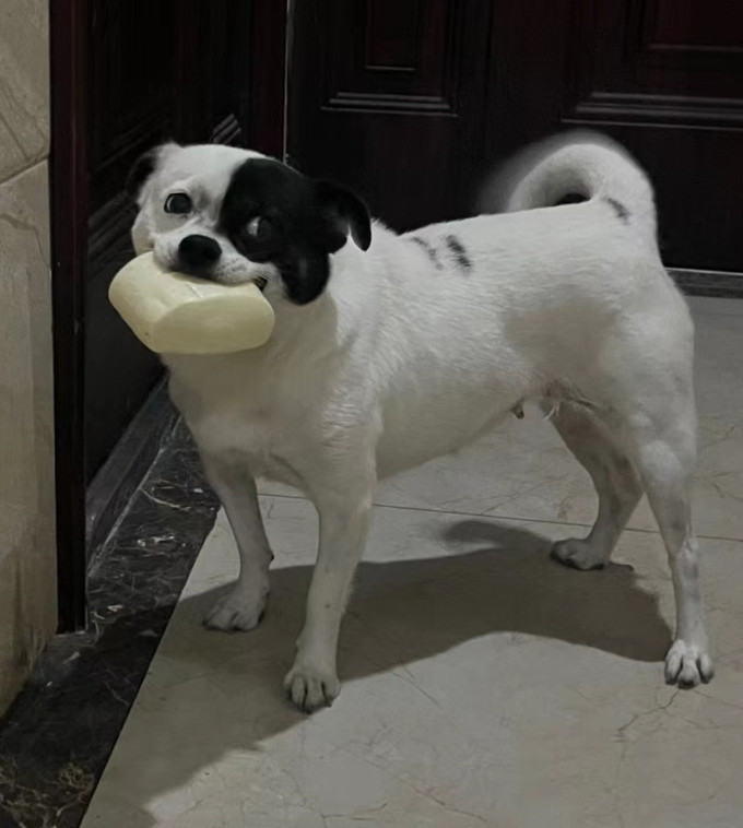 网易天成狗狗