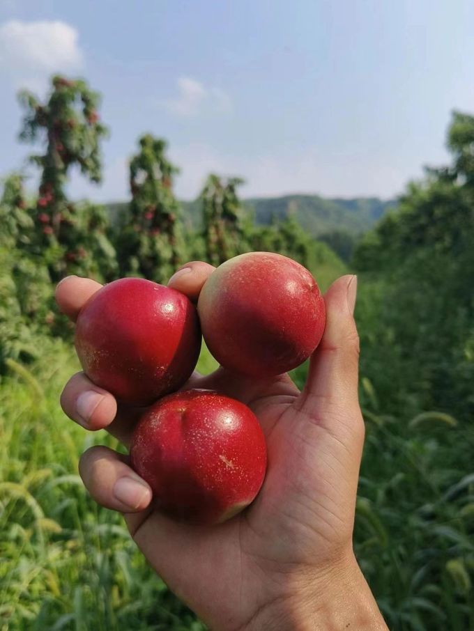 鹏翔宇新鲜水果
