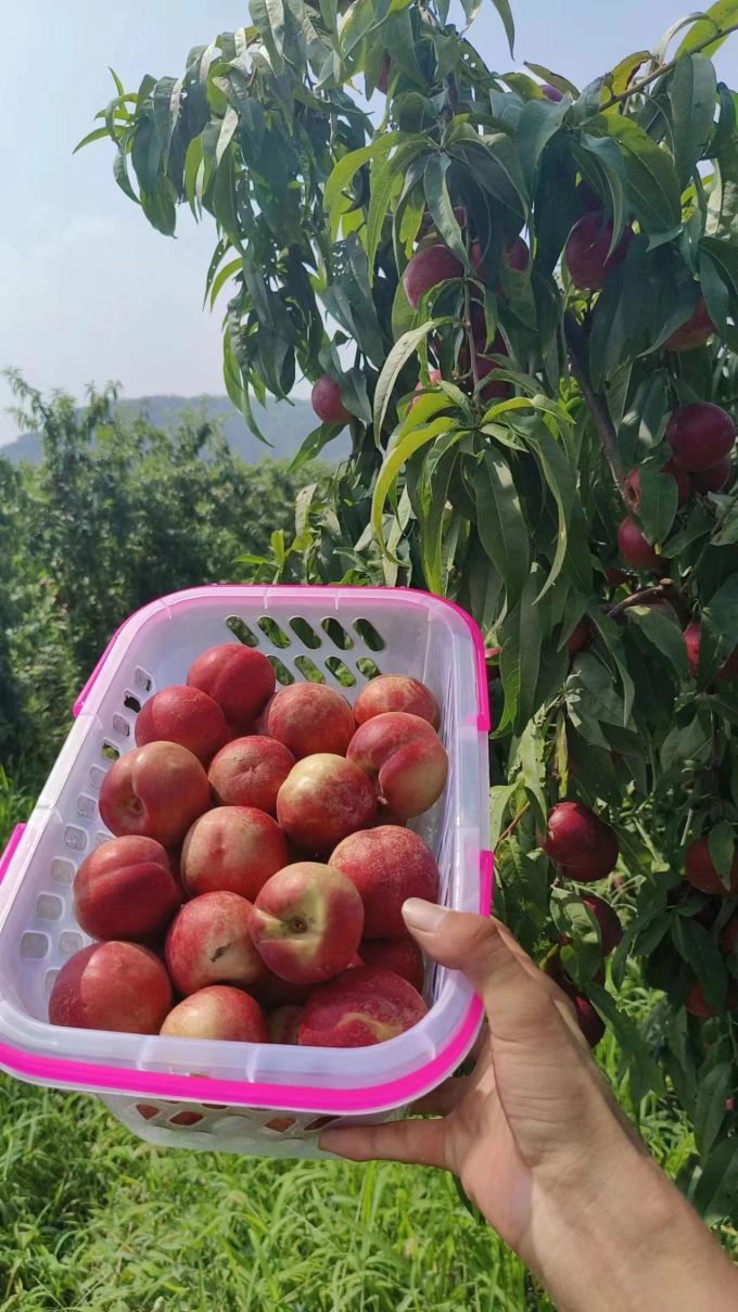 鹏翔宇新鲜水果