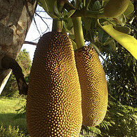 「菠萝蜜的营养价值」:这种热带水果含有许多重要的营养成分，例如维生素 C 和纤维素