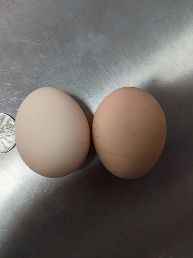禽蛋肉类