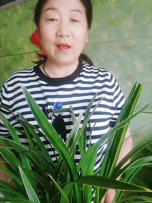 秋天兰花这样养，长势好开花早