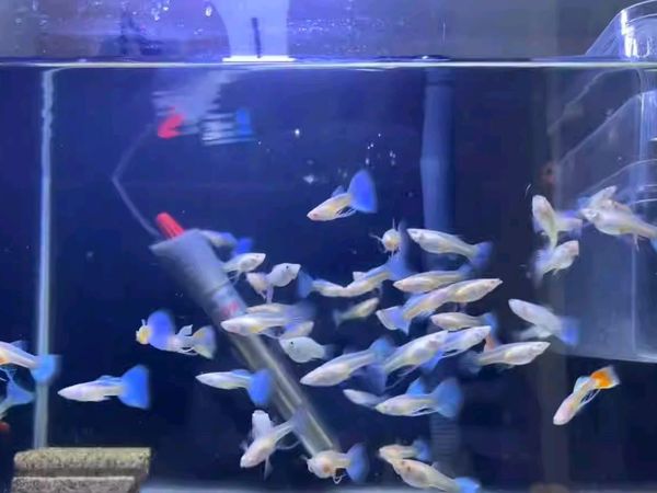 小孔雀鱼就是好看不好养