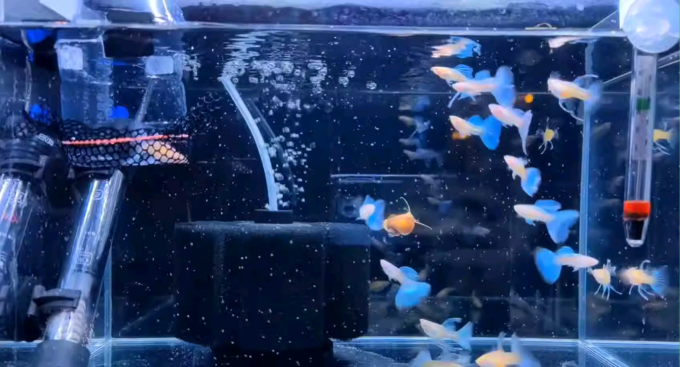 意牌水族