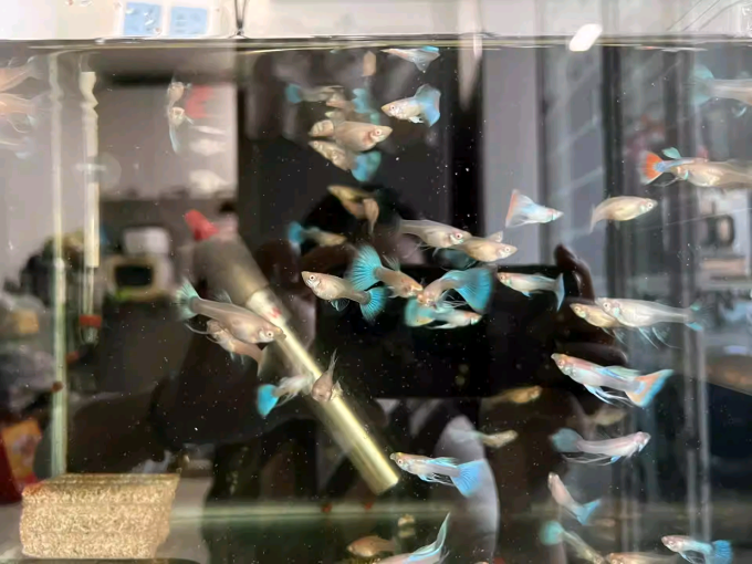 意牌水族