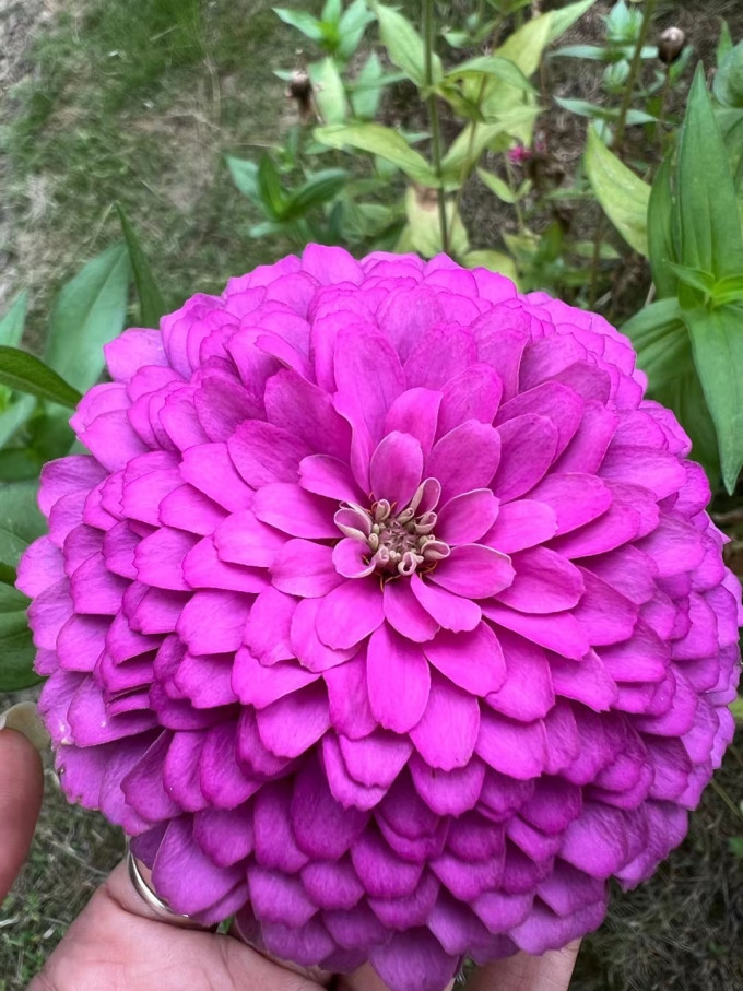 花沃里种子