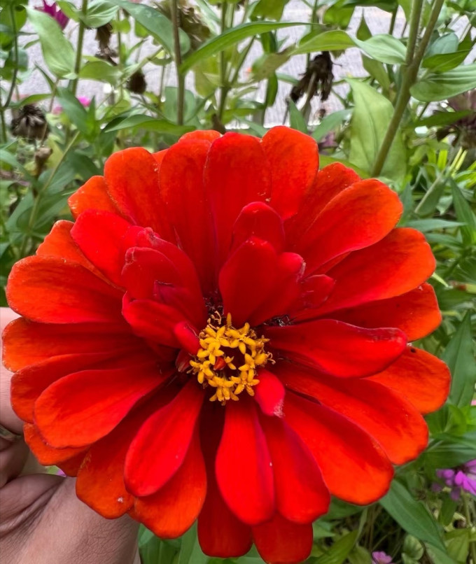 花沃里种子